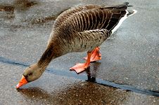 Goose Stock Photography