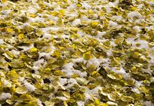 Yellow Leaves Under A Snow Stock Image Yellow Leaves Under A Snow Stock Image