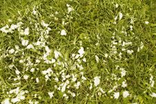 Grass Under A Snow Stock Image Grass Under A Snow Stock Image
