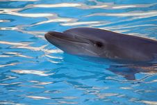 Dolphin Smiling Royalty Free Stock Photo