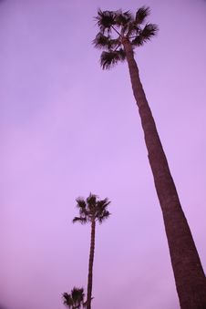 Palms Royalty Free Stock Photography