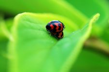 Ladybirds Mating On Leaf Royalty Free Stock Photos