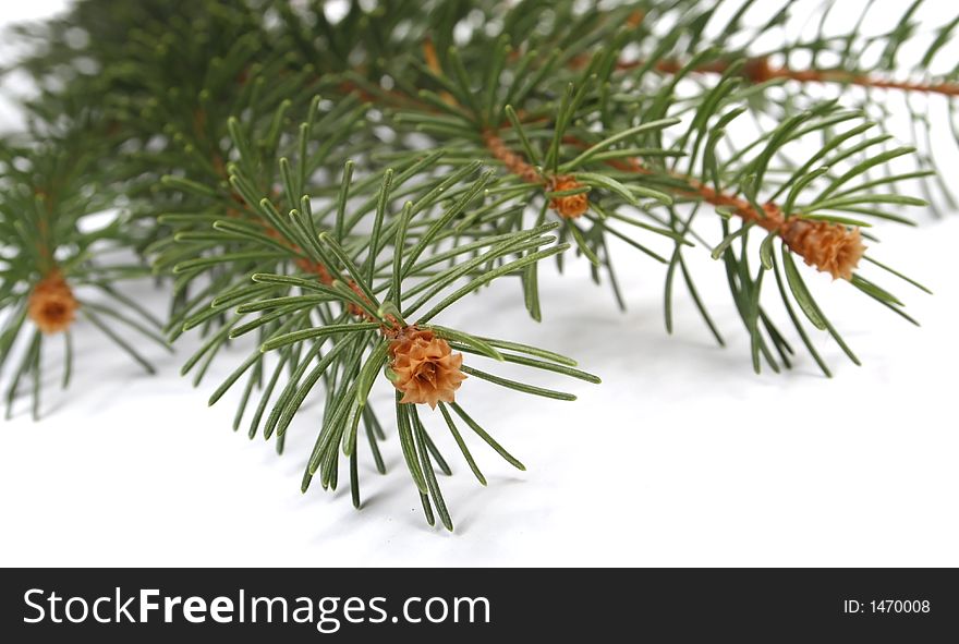 Isolated pine branch on white background