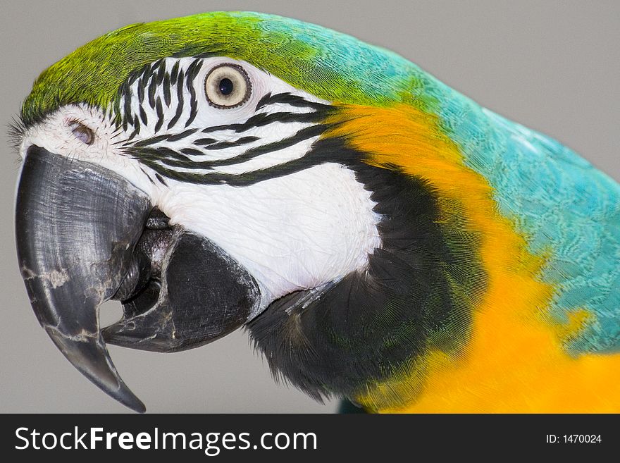 A closeup of the head of a macaw. A closeup of the head of a macaw