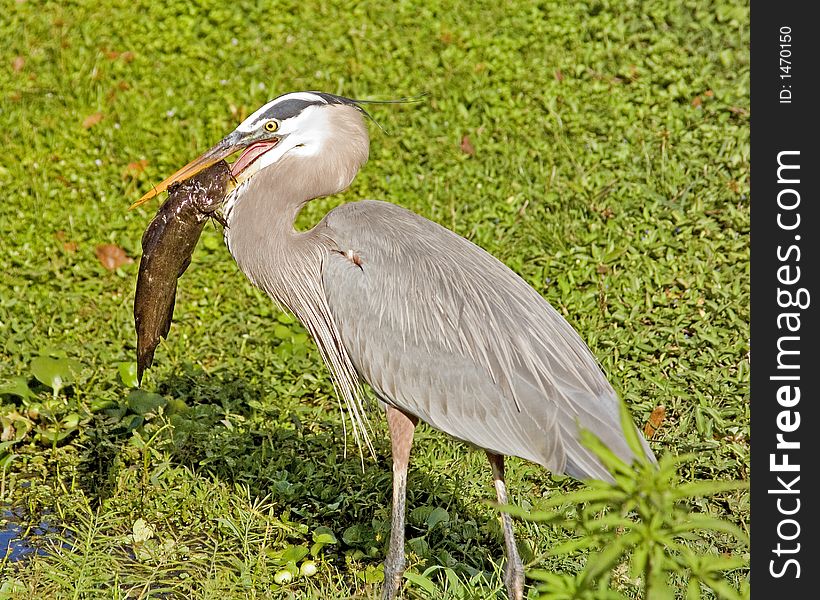 This heron is gumming a large catfish which he later swallows. He spent over 30 minutes worrying this catfish and pounding it around the head with his beak before he finally got it down. Taken on the St. Johns River near DeLand, FL. This heron is gumming a large catfish which he later swallows. He spent over 30 minutes worrying this catfish and pounding it around the head with his beak before he finally got it down. Taken on the St. Johns River near DeLand, FL.