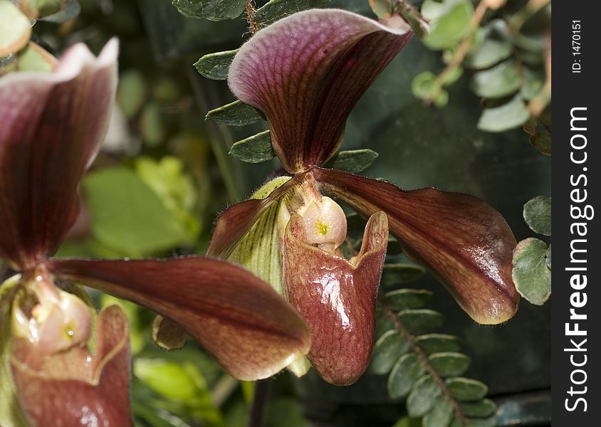 Lady slipper orchid close up