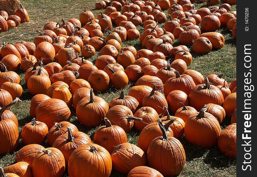 Group of pumpkins in a field. Group of pumpkins in a field