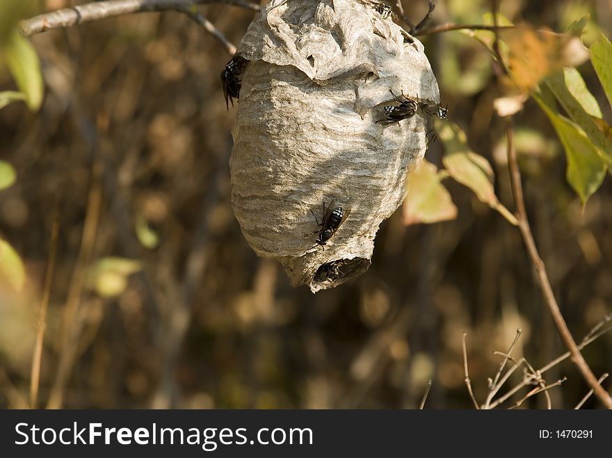 Wasp or hornets nest close up. Wasp or hornets nest close up