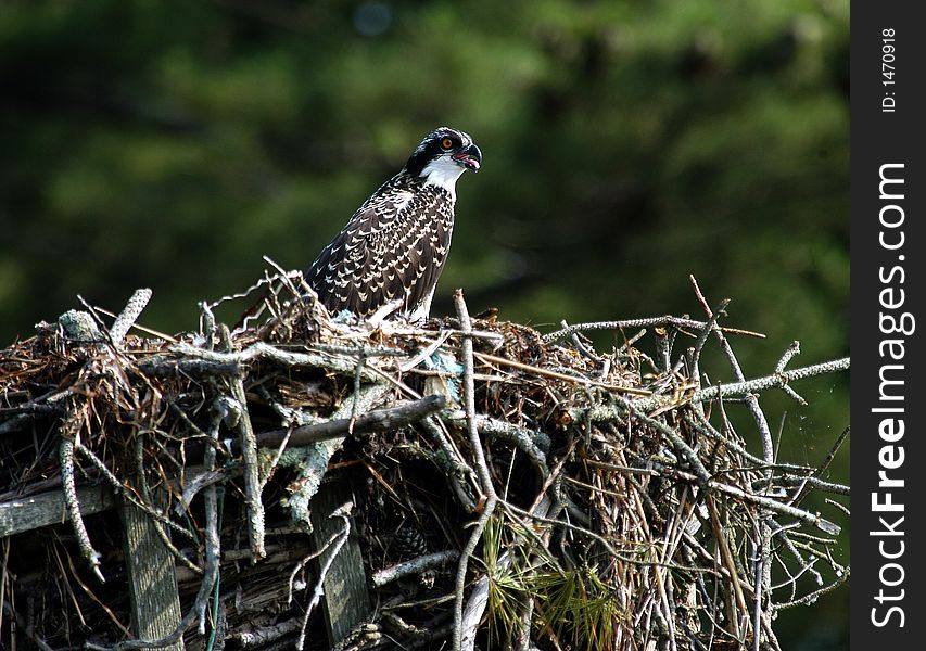 Young osprey in nest in the summer time