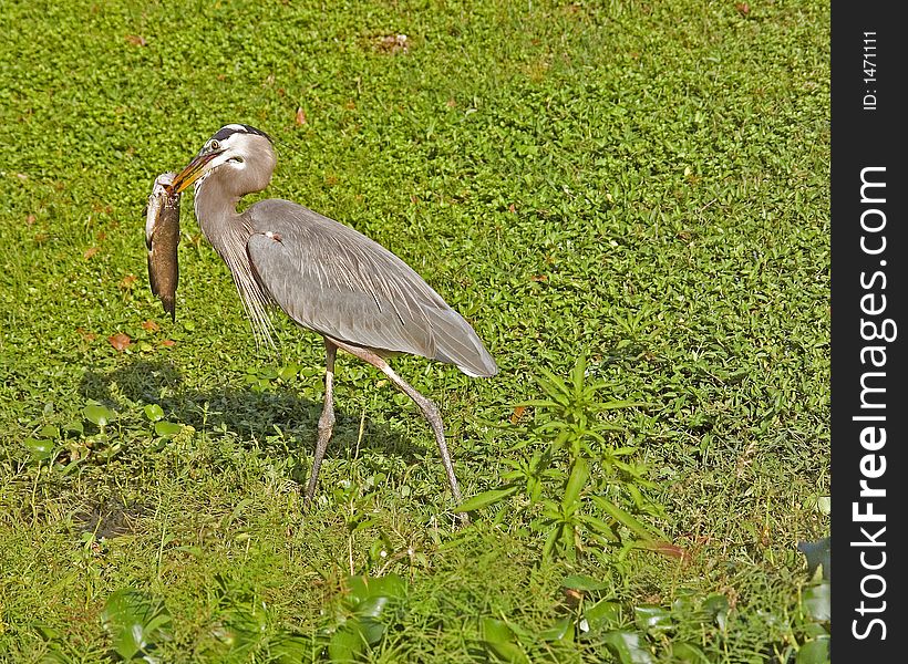 Great Blue Heron Carrying Catfish