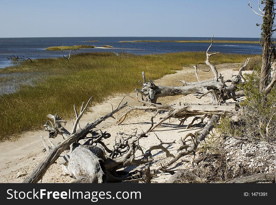 Driftwood on Shired Island Beach, Dixie County, Florida. Driftwood on Shired Island Beach, Dixie County, Florida.