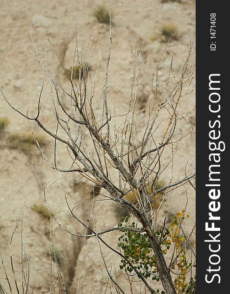 Small naked branch in badlands - portrait format. Small naked branch in badlands - portrait format