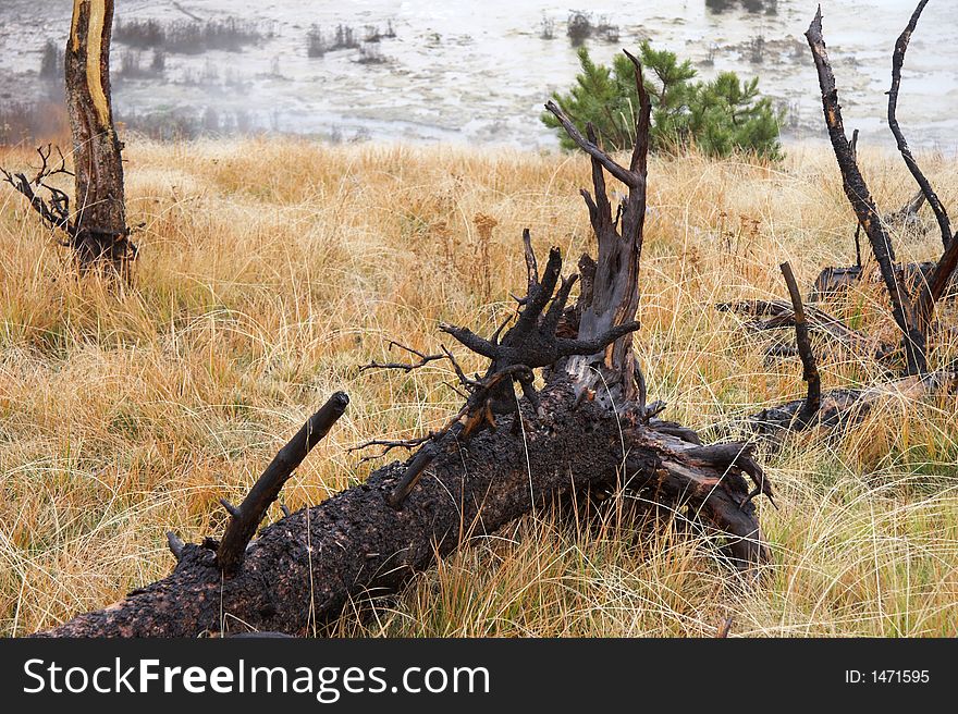 Festered trunk in yellowstone national park - landscape format