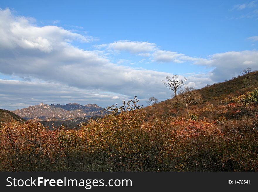 Landscape with autumn red leaves,dry tree,mountain,sky and cloud. Landscape with autumn red leaves,dry tree,mountain,sky and cloud