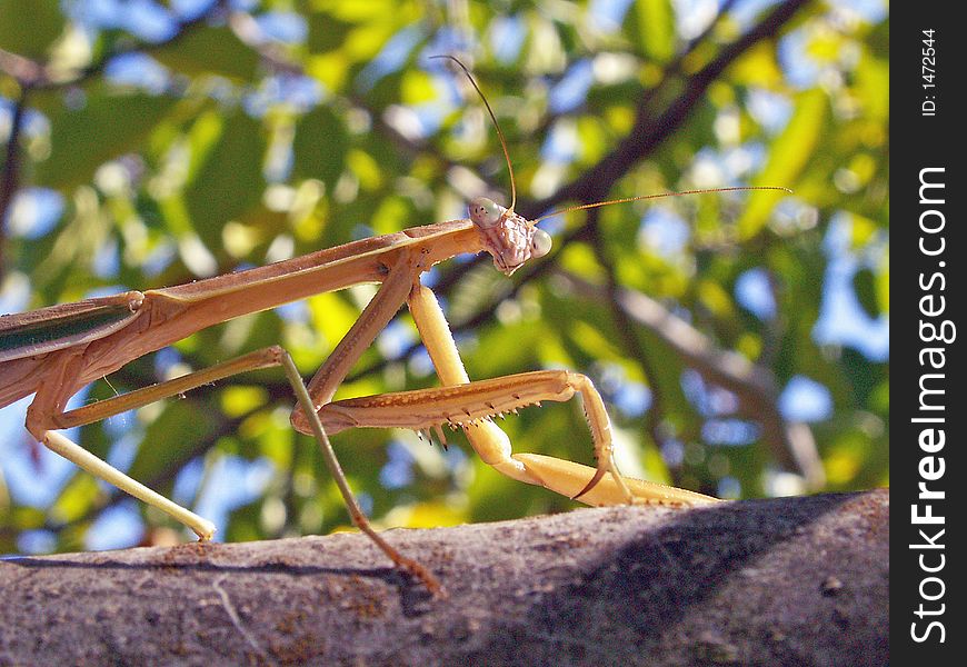 Mantis on a tree branch. Mantis on a tree branch