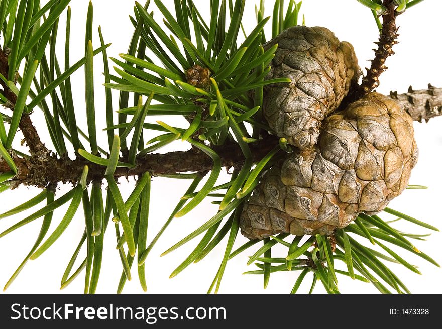 Isolated pine branch with cones. christmas decoration