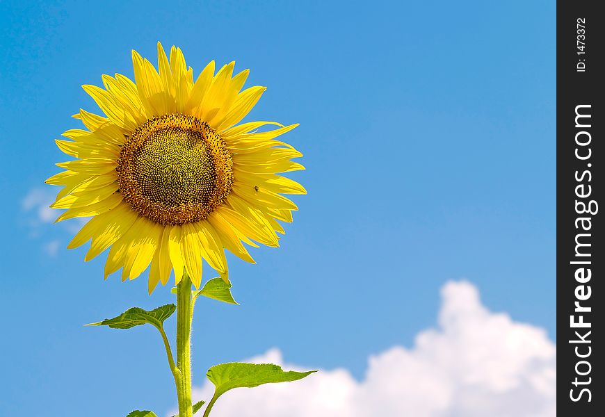 Backgrounds,beautiful, yellow, sunflower, against, blue,sky. Backgrounds,beautiful, yellow, sunflower, against, blue,sky