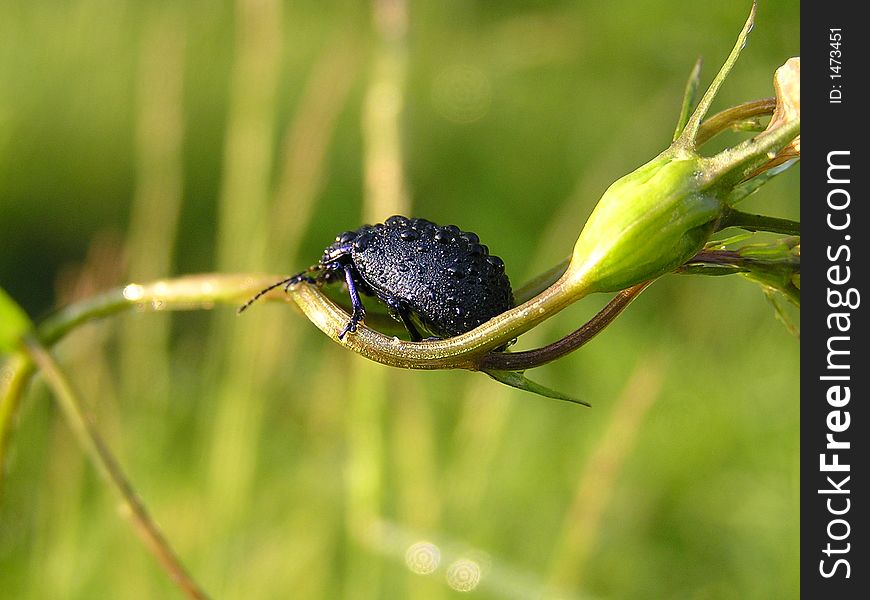 A black beetle sleeping on the stem of grass.