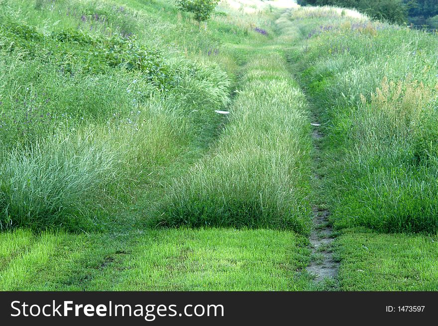 Way In Grass