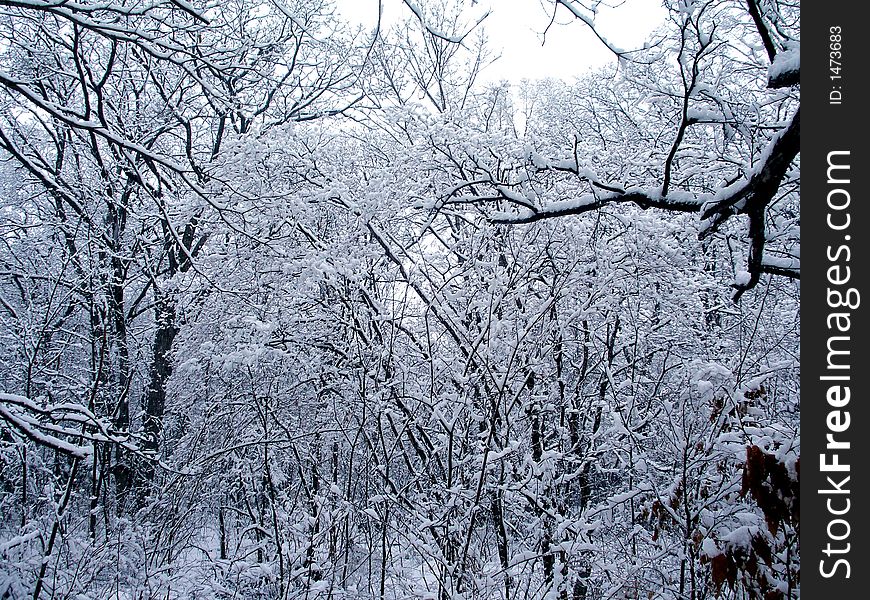 Winter, snowbound branches, trees, forest, background, view, snow. Winter, snowbound branches, trees, forest, background, view, snow