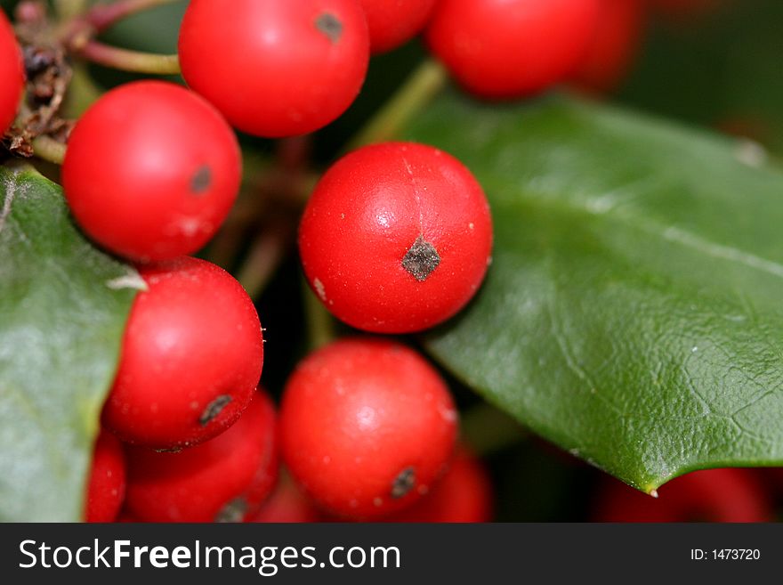 Macro photo of a cluster of red holly berries on a holly tree. Macro photo of a cluster of red holly berries on a holly tree