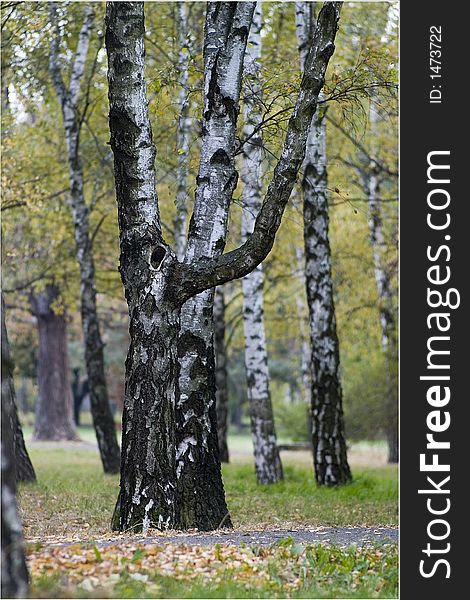 Photo of birches in one beautiful automnal day. Photo of birches in one beautiful automnal day