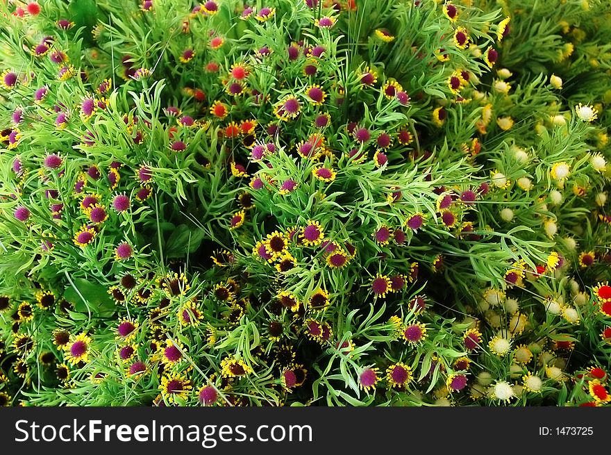 A lot of small yellow flowers and leaves