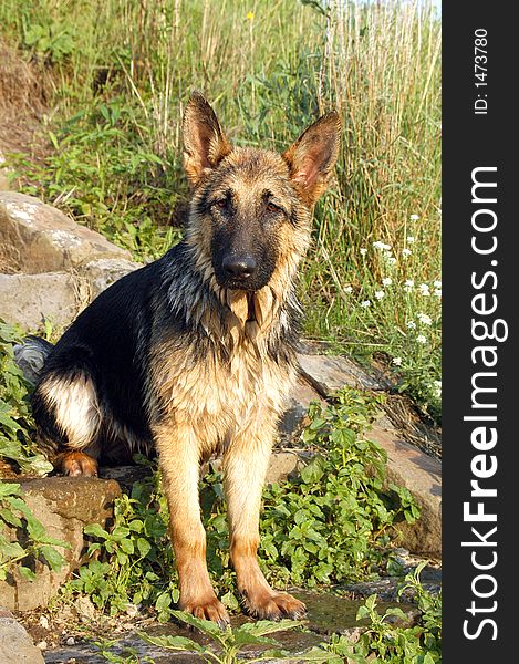 Wolf dog on stairs to the river