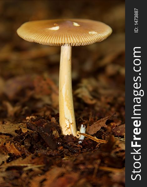 Close up of a toadstool in a wood