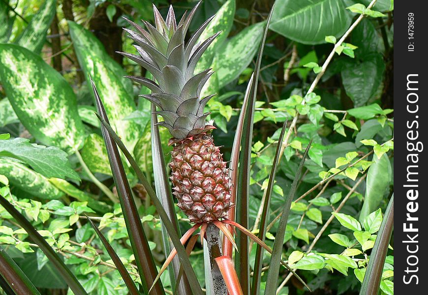 Organic tropical fruit on an artistic tropical backgrund.