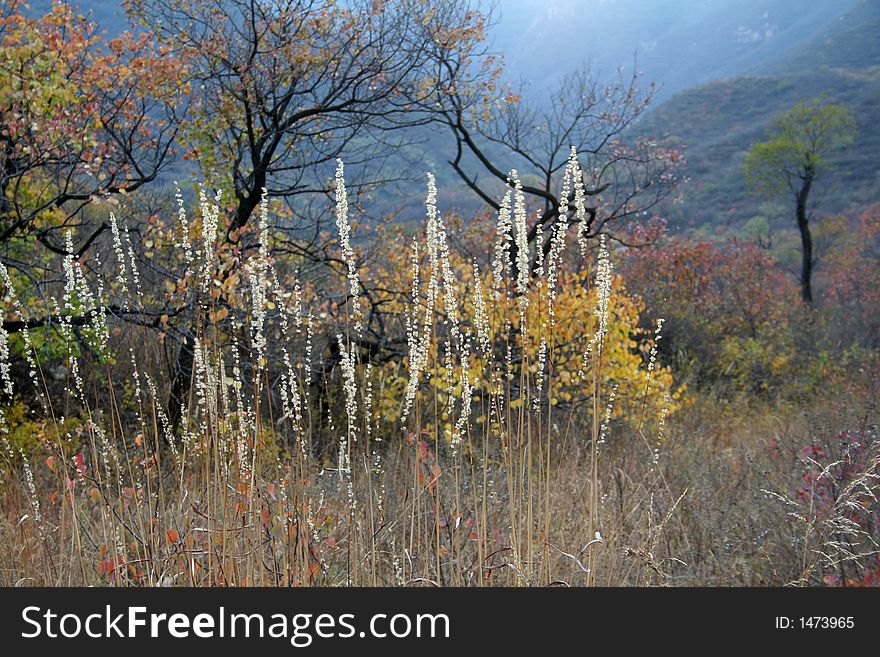 Landscape of colorful plant in autumn. Landscape of colorful plant in autumn