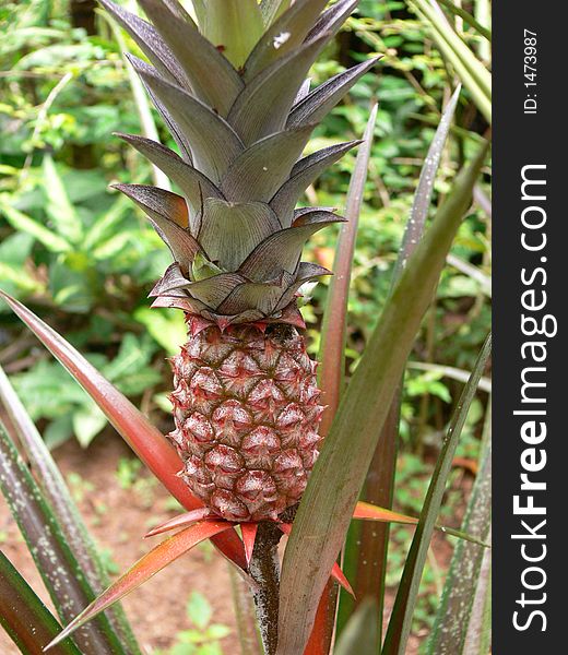 Organic tropical fruit on an artistic tropical backgrund.