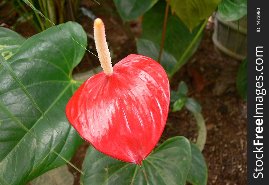 A close up shot of a tropical flower