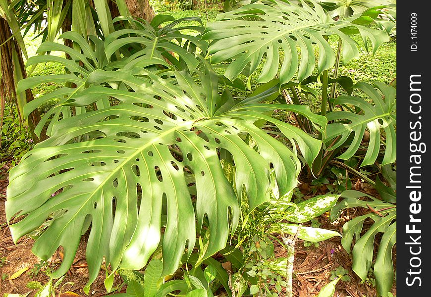 Green leave texture with shadows