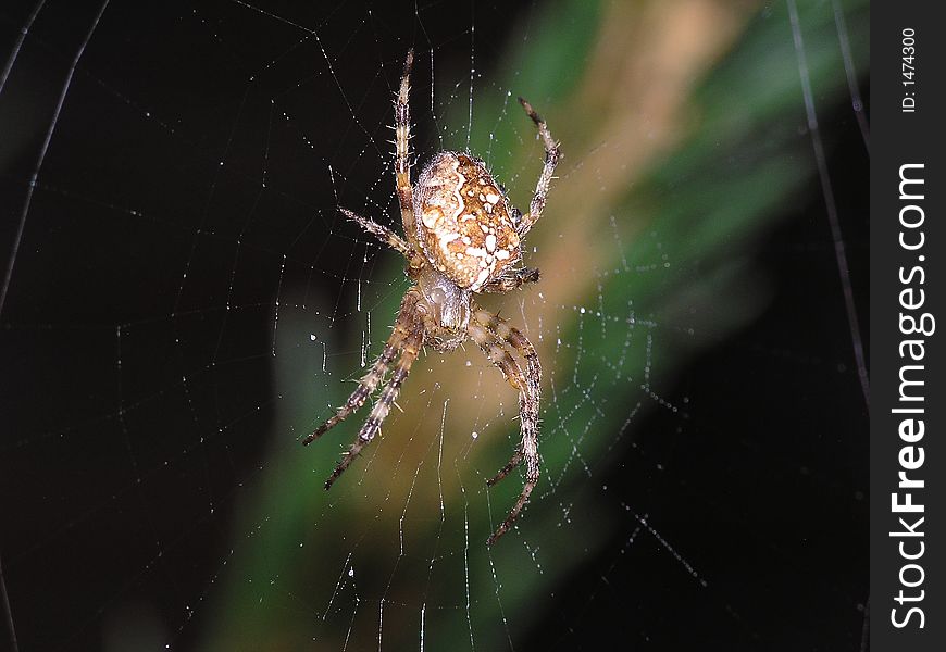 Photo of a spider at night