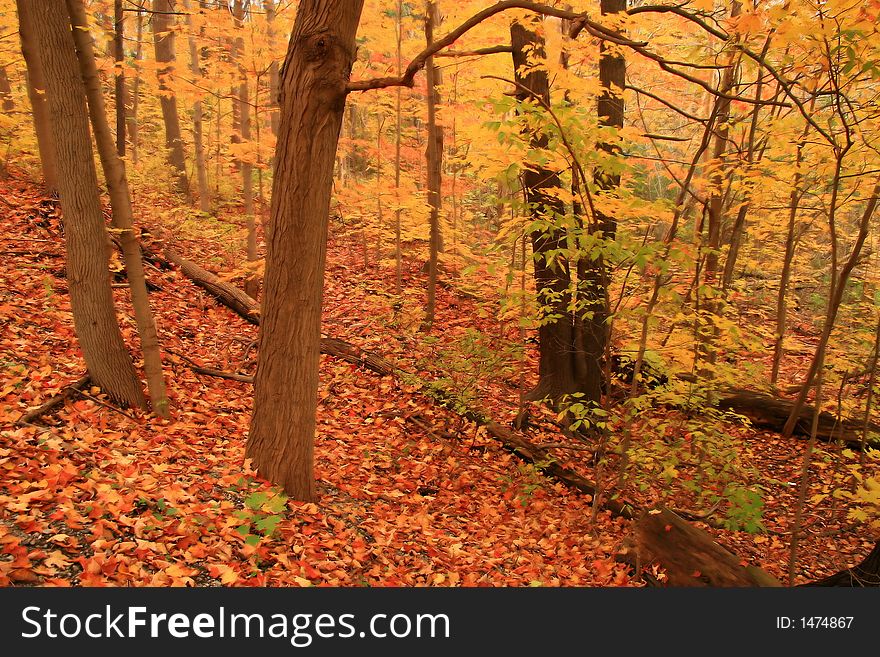 The Forest Floor Ablaze in Autumn Colors. The Forest Floor Ablaze in Autumn Colors.