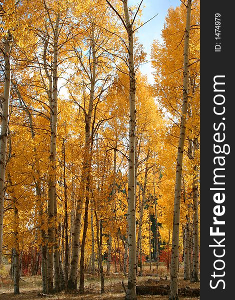 Aspens in full autumn color. Aspens in full autumn color