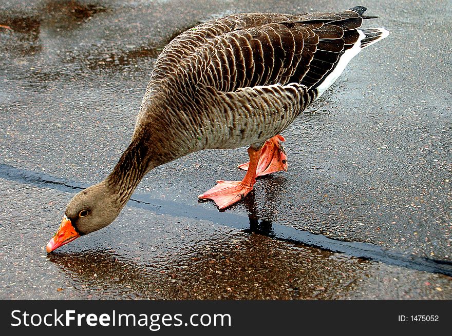 Very thirsty wild goose drinking from the flour