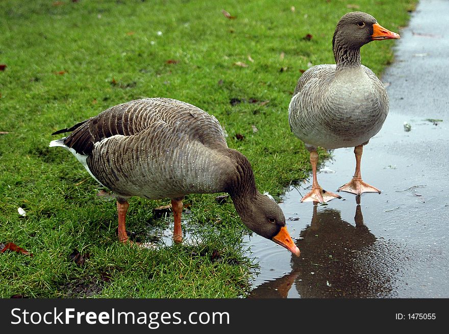 Two gooses in the park