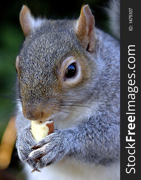 Squirrel eating a nut in the park