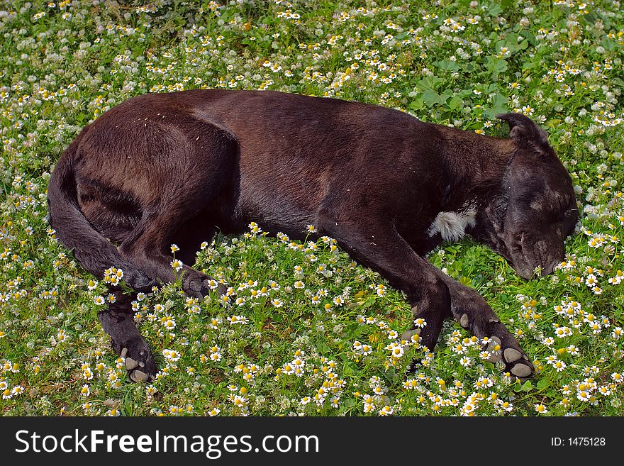 A dog sleeping among camomiles. A dog sleeping among camomiles