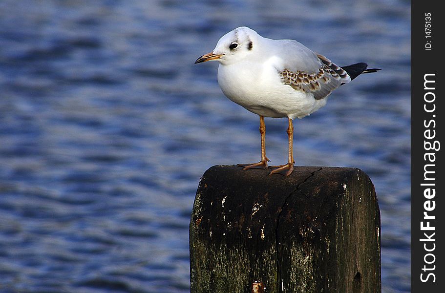 Close up on seagull standing on wood
