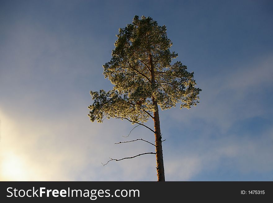 A pine wood against a dramatic sky. A pine wood against a dramatic sky