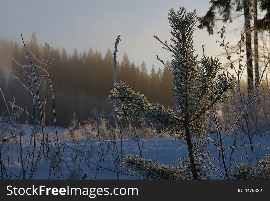 A frozen pine wood on a cold winter day. A frozen pine wood on a cold winter day