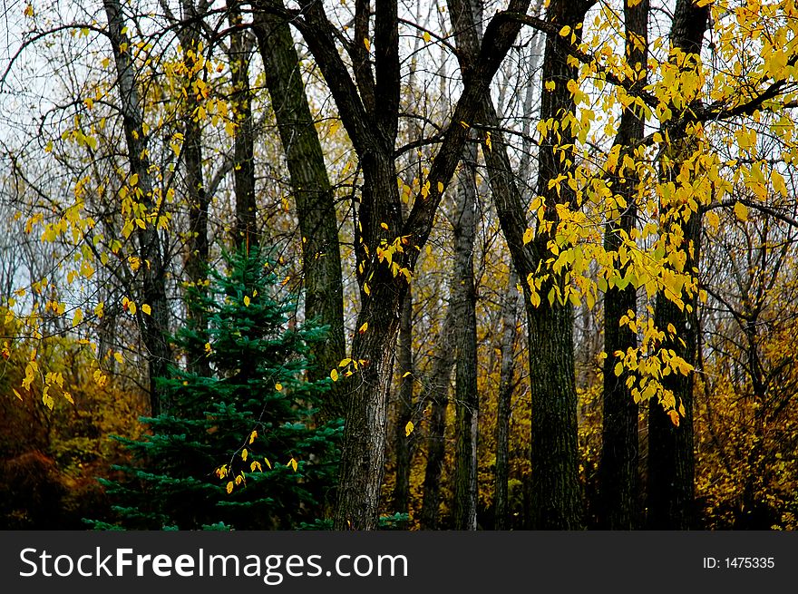 Autumn foliage. Colorful leaves, trees, lawn, etc. Autumn foliage. Colorful leaves, trees, lawn, etc.