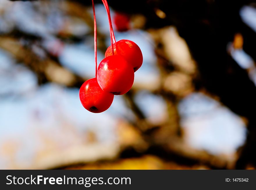 Autumn Foliage: Red Berry.