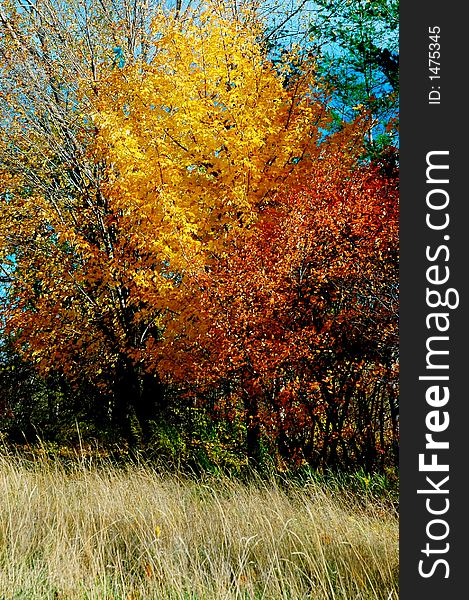 Autumn Foliage Over A Grassy Lawn.