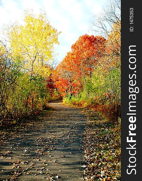 Autumn foliage along a road.