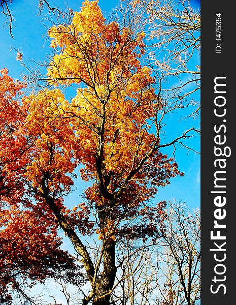 Autumn foliage: Some orange trees with colorful leaves. Autumn foliage: Some orange trees with colorful leaves.