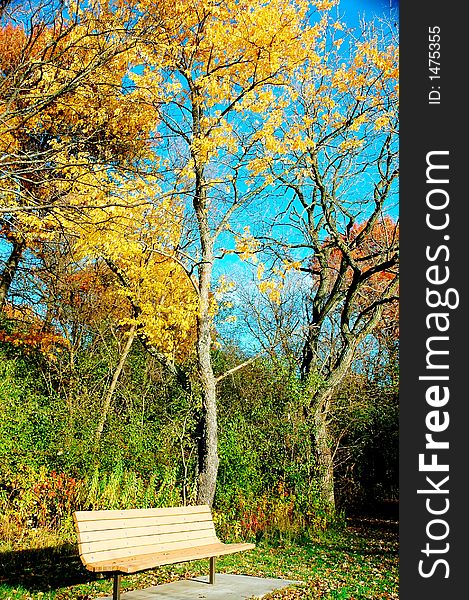 Autumn foliage. Colorful leaves, trees, lawn,  etc with a chair. Autumn foliage. Colorful leaves, trees, lawn,  etc with a chair.